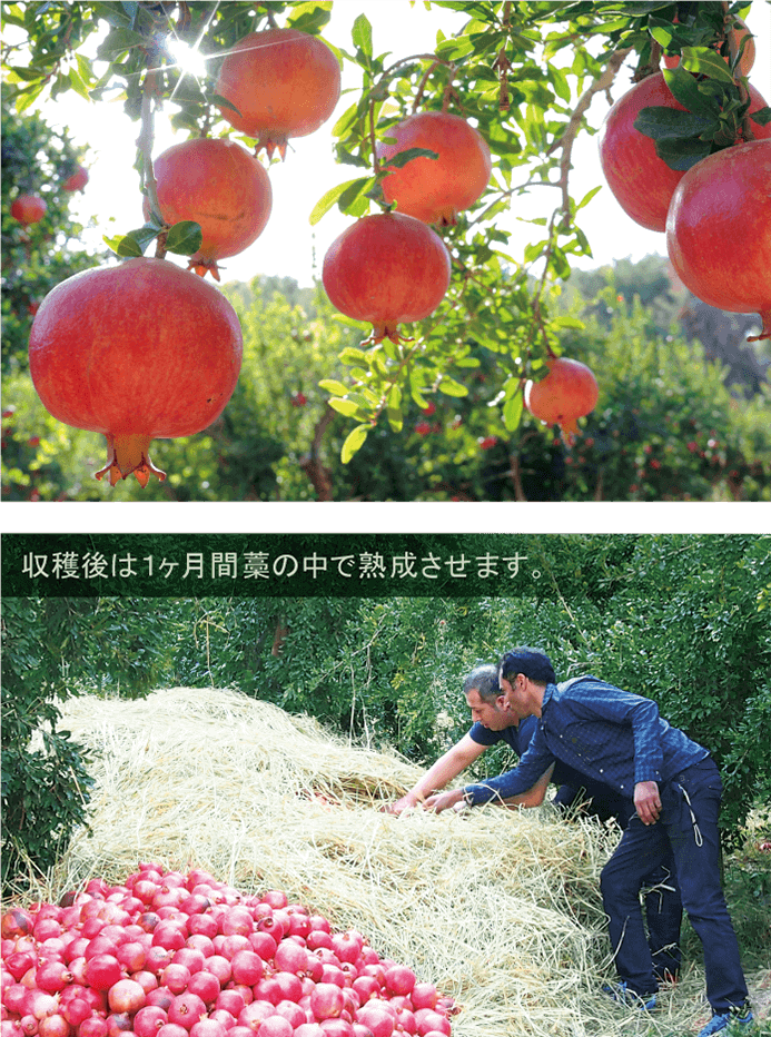 Esthe Pro Labo ZAKURO ZYME PASTE - myernk