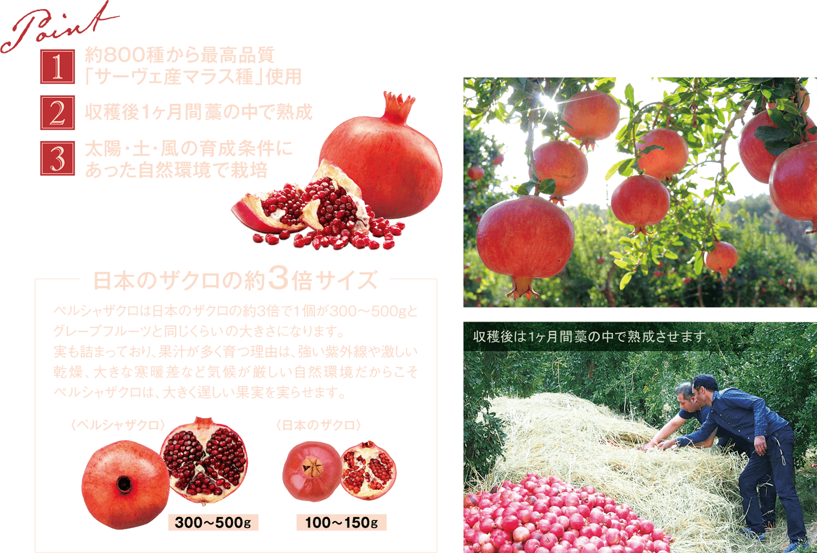 Esthe Pro Labo ZAKURO ZYME PASTE - myernk